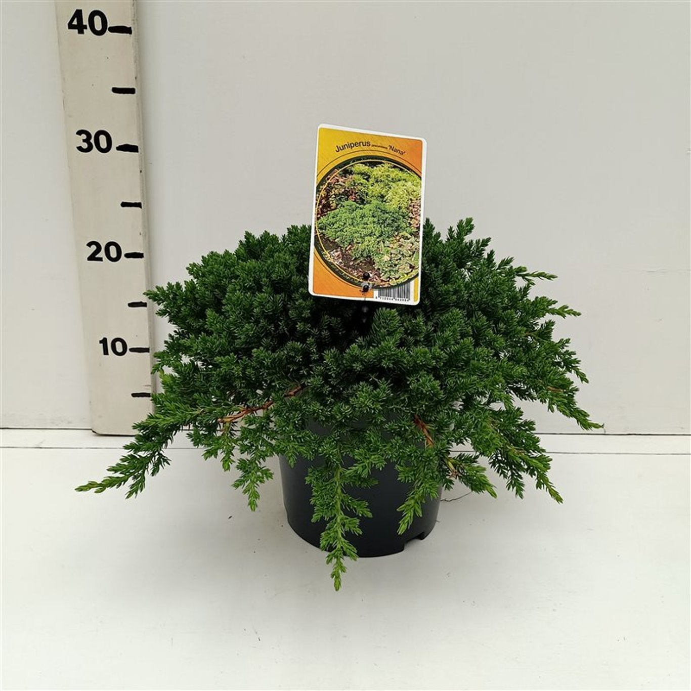 Juniperus procumbens 'Nana' - C3 30-40 CM